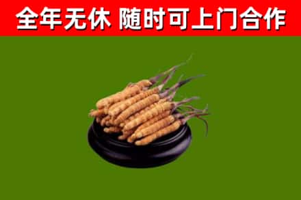 桥东回收散虫草