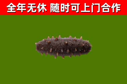桥东回收海参干